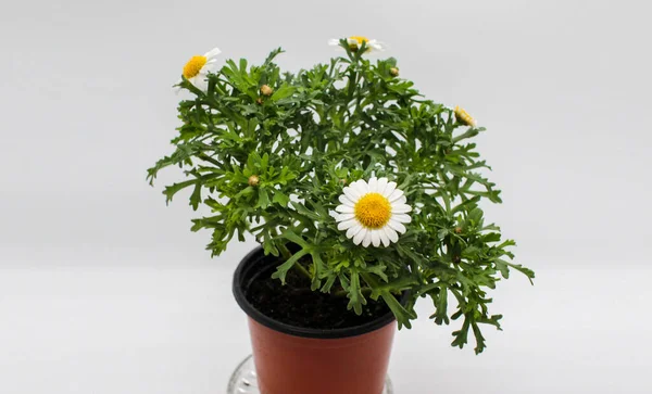 Crisântemo Argyranthemum Frutescens Flor Primavera Flores Ameixa Australianas São Muito — Fotografia de Stock