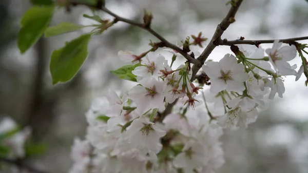 Een Tak Van Kers Bloesem Met Witte Bloemen — Stockfoto