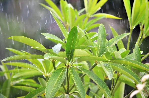 Ein Foto Von Regen Der Auf Grüne Blätter Eines Baumes — Stockfoto