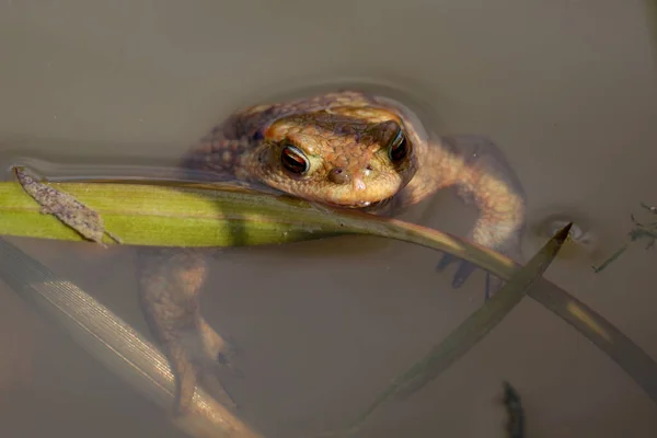 Detailní Záběr Ropuchy Období Rozmnožování Jezírku — Stock fotografie