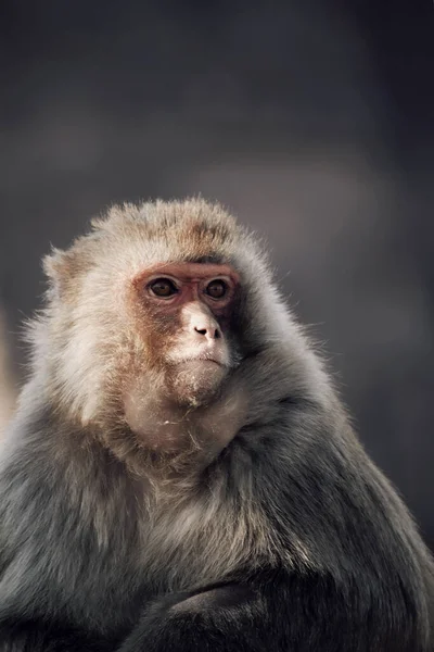 Eine Nahaufnahme Eines Affen Auf Verschwommenem Hintergrund — Stockfoto