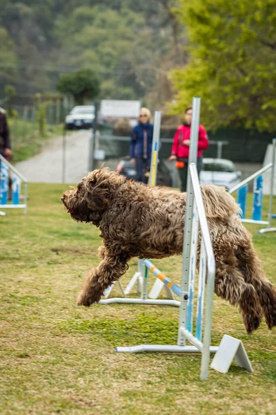 Selectivo Lindo Labradoodle Parque — Foto de Stock