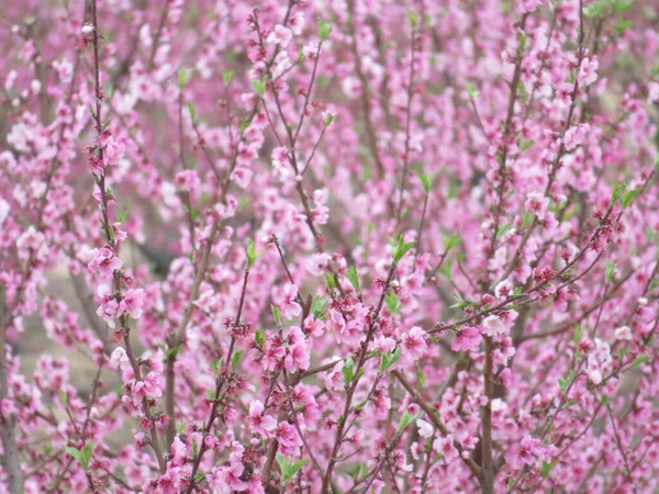 Uma Árvore Com Flores Cor Rosa Nos Ramos — Fotografia de Stock