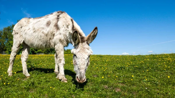 A cute white donkey grazing in a field