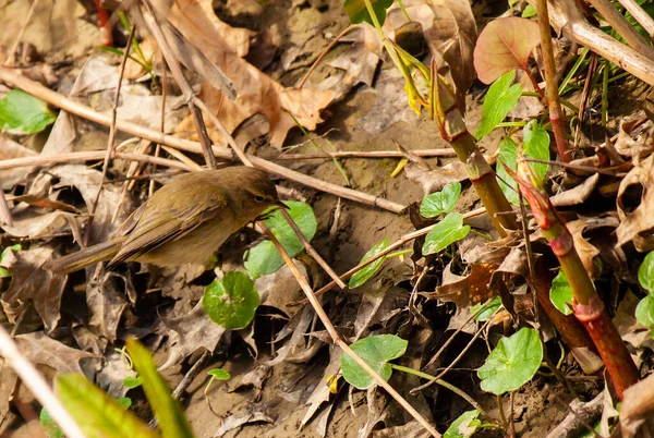 Detailní Záběr Obyčejného Chiffchaffa Sedícího Větvičce Rozmazaném Pozadí — Stock fotografie