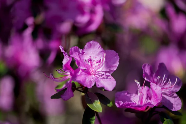 Selektivní Ostření Záběr Krásné Fialové Rododendron Květiny Zelenými Listy Zahradě — Stock fotografie