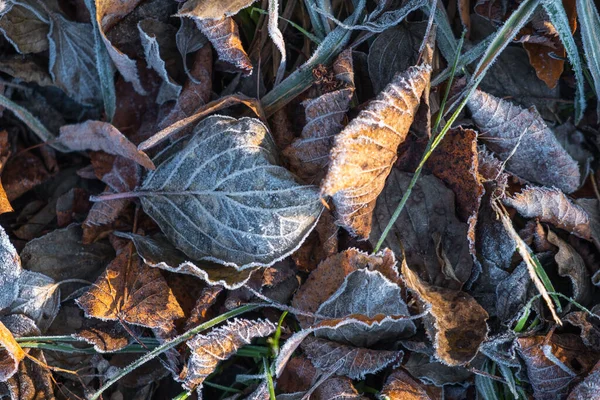 午前中に霜が降り 地面に乾いた落ち葉の上の景色 — ストック写真