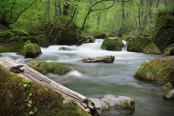 Uma Bela Vista Rio Floresta — Fotografia de Stock