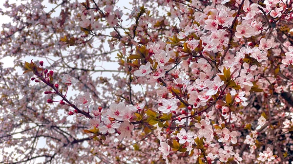 Arbre Fleurs Rouges Branches Avec Des Fleurs — Photo