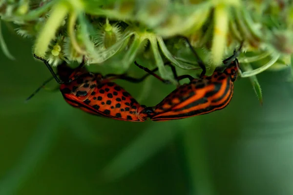 Una Macro Toma Espejos Rayados Escudos Rojos Una Planta Jardín — Foto de Stock