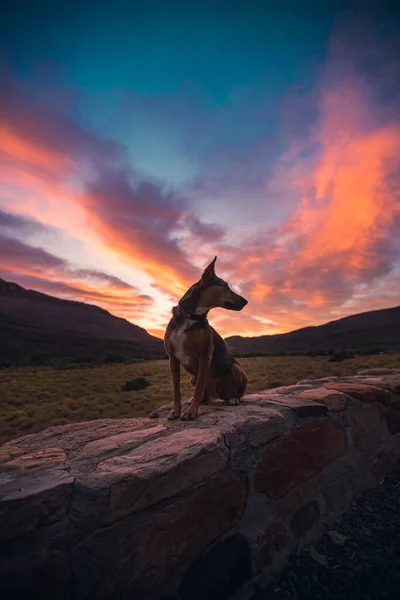 Vertical Shot Cute Dog Low Stone Wall Mesmerizing Sunset Sky — Stock Photo, Image