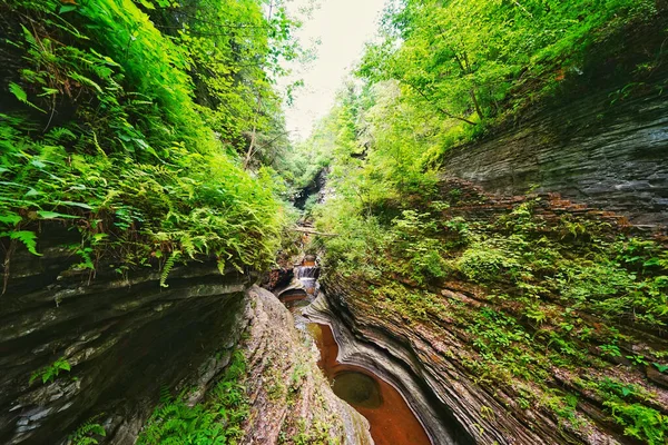 A view of flowing water among steep cliffs surrounded by growing plants in Watkins Glen state park