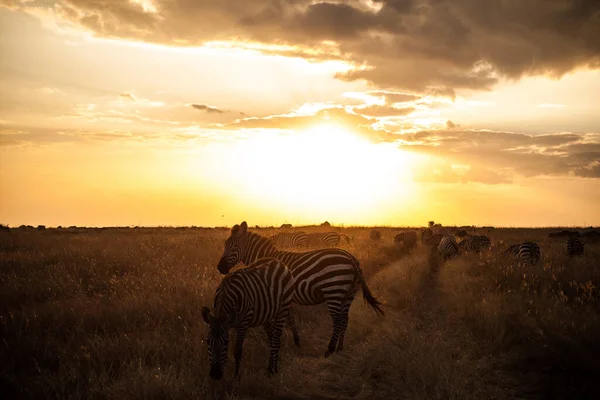 Eine Herde Zebras Der Savanne Vor Einem Goldenen Sonnenuntergang Serengeti — Stockfoto
