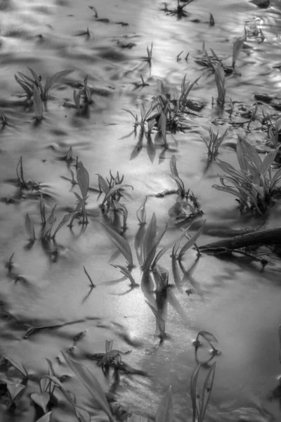 Eine Graustufenaufnahme Von Pflanzen Wasser — Stockfoto