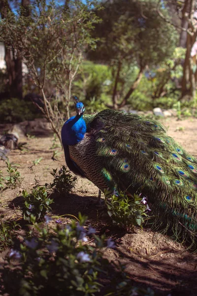 在葡萄牙里斯本的一个花园里 一只色彩艳丽的皇家蓝绿孔雀的垂直镜头 — 图库照片