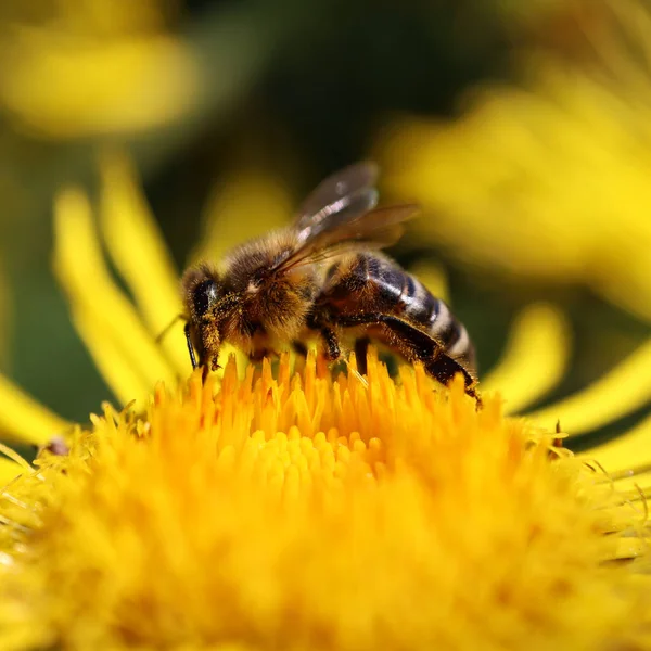 Pszczoła Miodna Zbierająca Sondaże Słoneczników Słoneczny Letni Dzień Makro Migawka — Zdjęcie stockowe