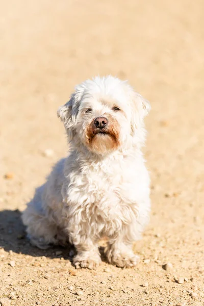 Selectivo Perro Coton Tulear Sentado Aire Libre Bajo Sol —  Fotos de Stock