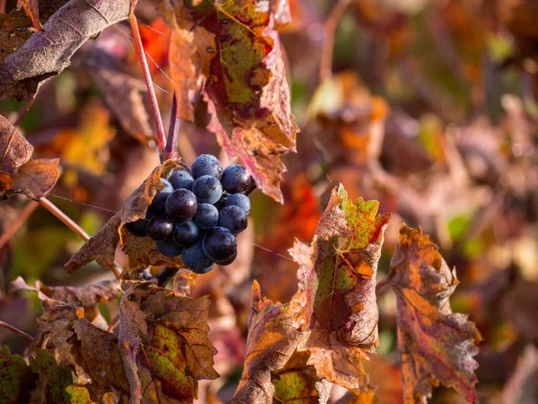 Primer Plano Fruta Uva Árbol Rodeado Hojas Otoño — Foto de Stock