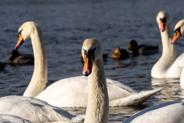 Closeup Shot Mute Swans Swimming Calm Water Bright Sunlight Ducks — Stock Photo, Image