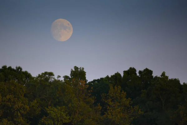 Een Schilderachtig Uitzicht Maan Aan Blauwe Hemel Boven Boomtoppen — Stockfoto
