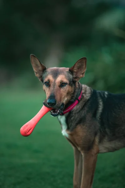 Dışarıda Oynayan Ağzında Oyuncak Olan Sevimli Bir Köpeğin Portresi — Stok fotoğraf