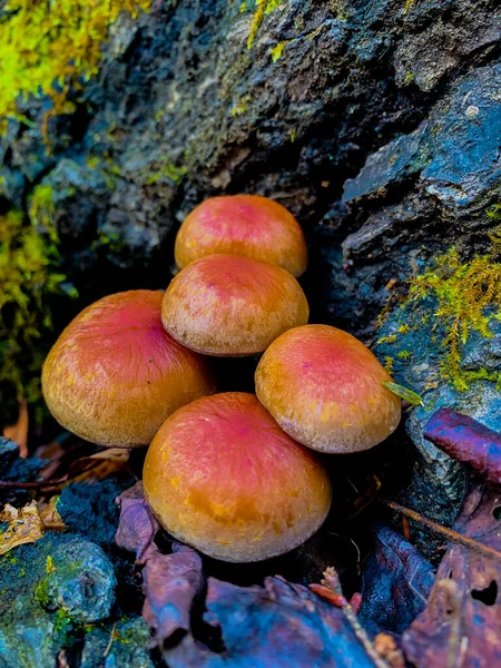 Closeup Brick Red False Honey Mushrooms Growing Rock — Stock Photo, Image
