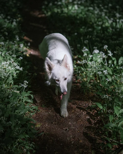 Ένας Μοναχικός Λύκος Του Νησιού Μέλβιλ Περπατά Ένα Μονοπάτι Ένα — Φωτογραφία Αρχείου