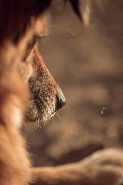 Een Verticaal Portret Van Een Schattige Harige Bruine Hond — Stockfoto