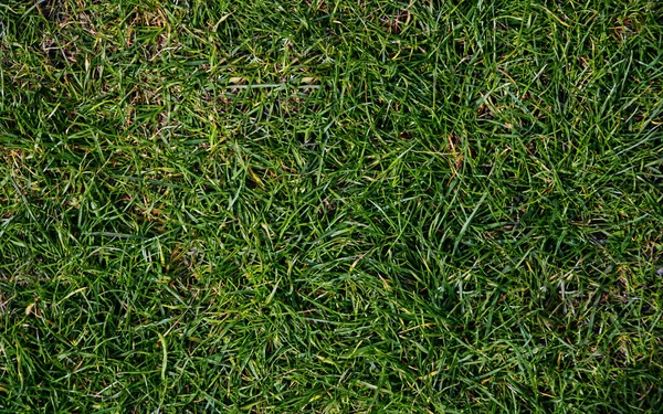 Top View Green Grass Lawn Sunlight — Stock Photo, Image