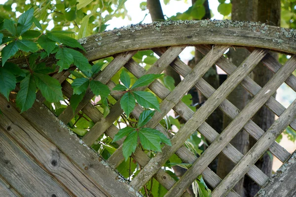 緑の植物が成長している木製の柵のクローズアップショット — ストック写真