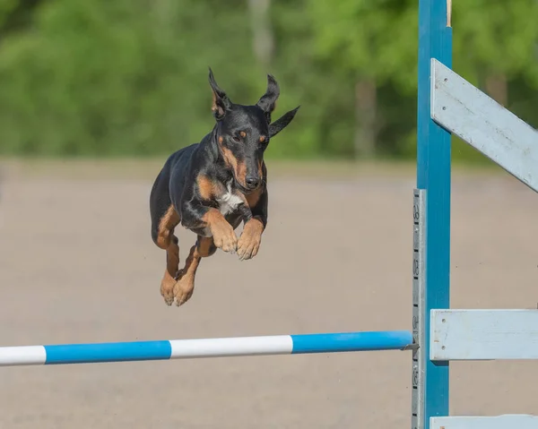A closeup of a Manchester Terrier jumping over an agility hurdle during a competition