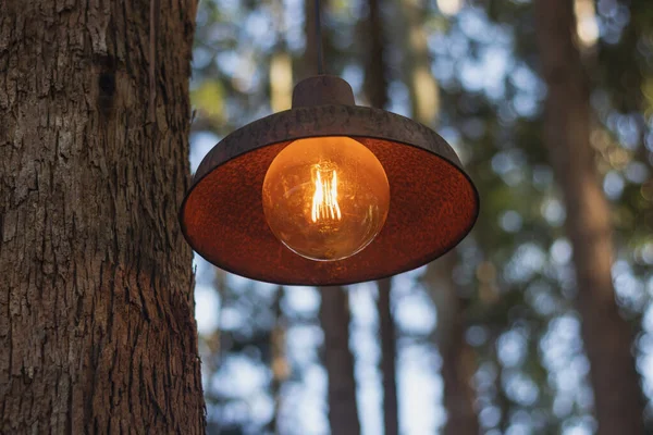 Gammal Utomhuslampa Hängande Från Ett Träd — Stockfoto