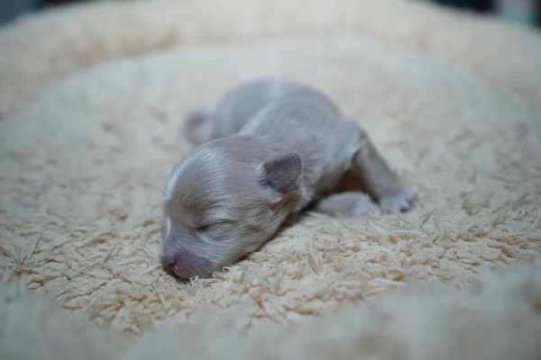 かわいい新生児の犬のクローズアップ — ストック写真