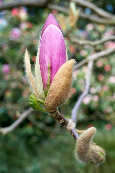 Plan Rapproché Une Magnolia Liliiflora Pourpre Cultivée Dans Jardin Printemps — Photo