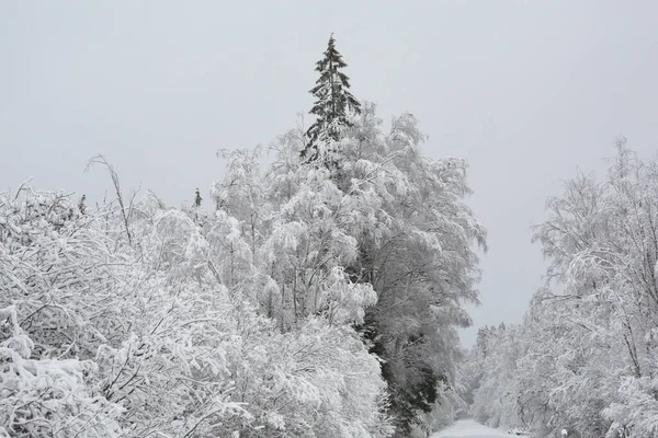 Пейзаж Заснеженными Деревьями Швеции — стоковое фото