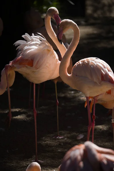 Вертикальный Снимок Фламинго — стоковое фото