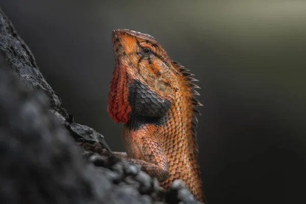 Closeup Shot Oriental Garden Lizard Blurred Gray Background Forest — Stock Photo, Image