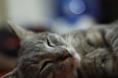 Gri, tatlı, uyuyan bir kedinin yakın plan fotoğrafı.