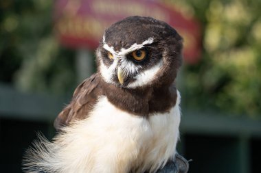 Gözlüklü Baykuş (Pulsatrix perspicillata) İngiltere, Cornwall 'daki Screech Baykuş barınağında