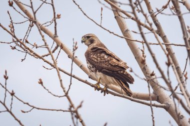 Toronto, Kanada 'da bir ağaç dalına tünemiş yalnız bir şahin.