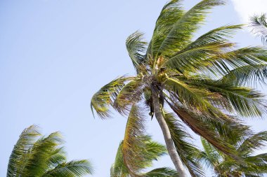 Tanzanya 'nın Zanzibar sahilindeki yüksek palmiye ağaçlarının alçak açılı bir görüntüsü.