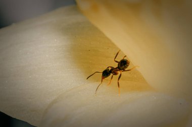 Sarı çiçekli bir karıncayı yakından çek.