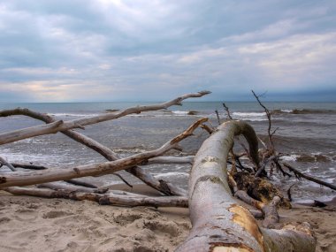 Gün batımında kumlu sahilde bir sürü kuru ağaç.