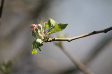 İlkbaharda filizlenen yaprakların ve meyve ağaçlarının seçici odağı