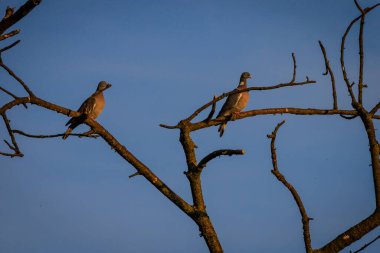 Arka planda mavi gökyüzü olan bir ağacın kuru dallarında iki güvercin oturuyor.