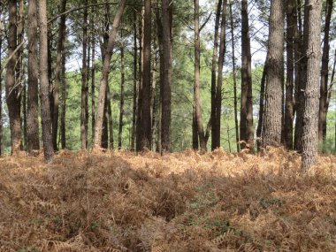 Uzun ağaçları ve kuru altın otları olan bir ormanın doğal manzarası.