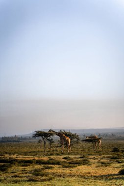 Afrika 'daki Longonot Dağı' nda zürafaların dikey görüntüsü.