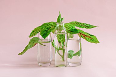 Şeffaf bir şişe su ve iki bardak nane arkaplanda pembe bir arkaplan bırakıyor.