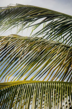 Yeşil yapraklı ve yapraklı palmiye dallarının dikey görüntüsü