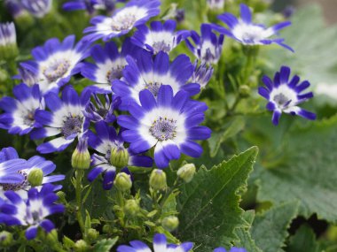 Mor sinema salonunun güzel bir çekimi.